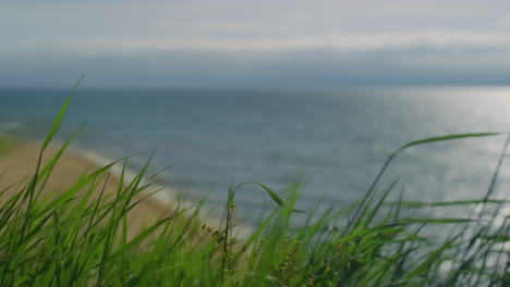 Green-grass-moving-wind-breeze-on-sea-beach.-Beautiful-ocean-waves-in-nature.
