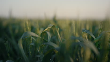 Green-wheat-spikelets-growing-field-closeup.-Unripe-cereal-harvest-at-sunset.