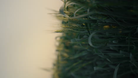 Vertical-view-green-field-with-unripe-wheat-spikelets-on-sunrise-close-up.