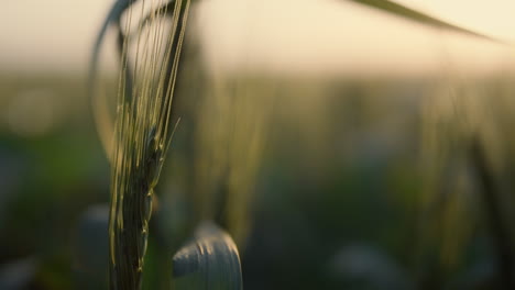 Ripening-spikelet-growing-field-on-sunset-close-up.-Wheat-ear-in-evening-light.