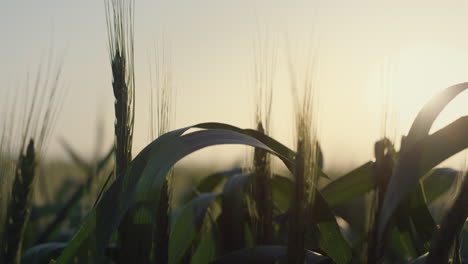 Calm-view-wheat-spikelets-ripening-on-sunset-close-up.-Unripe-ears-on-sunlight.