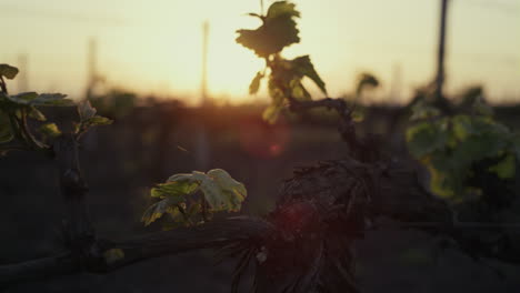 Junge-Zweige-Der-Weinrebe-Wachsen-Bei-Sonnenuntergang-In-Nahaufnahme.-Weinplantage-Am-Gelben-Himmel