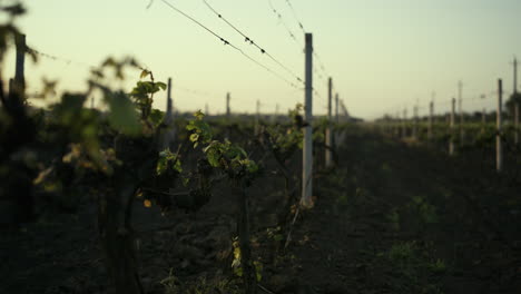 Rows-grapevine-grow-plowed-ground-evening.-Grape-seedlings-on-vine-plantation.