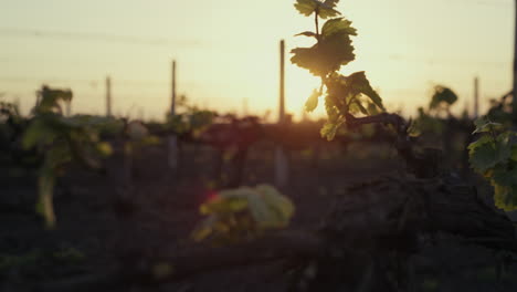 Green-grape-leaves-on-sunrise-close-up.-Vine-plantation-on-soft-sunlight.