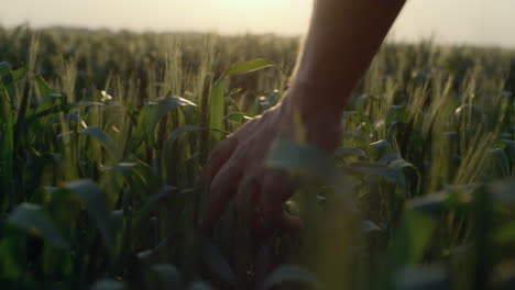 Agrarian-hand-running-wheat-ears-close-up.-Farmer-check-cereal-crop-at-sunset.
