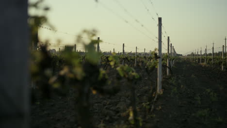 Junge-Traubensämlinge,-Die-Bei-Sonnenaufgang-Eine-Weinplantage-Anbauen.-Reihen-Weinrebenbüsche.