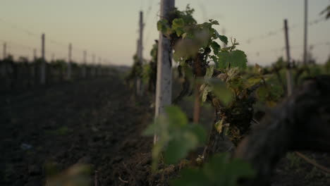 Grape-rows-vine-plantation-at-evening-time.-Seedlings-grow-on-vineyard-close-up.