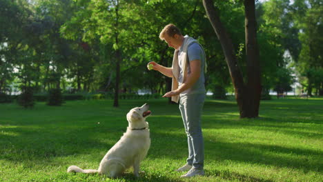 Handsome-man-holding-ball-training-concentrated-golden-retriever-in-summer-park