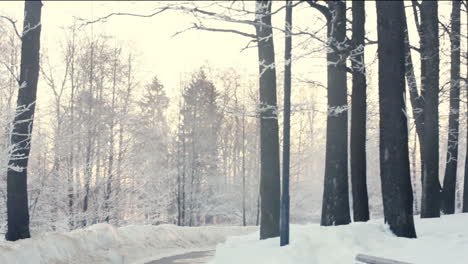 Winter-park.-Snowy-scene-in-winter-park.-Trees-covered-with-snow