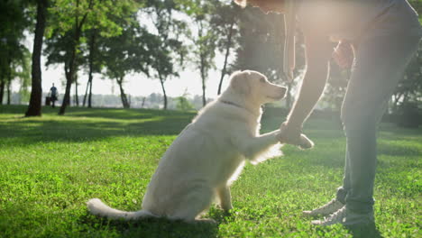 Smart-golden-retriever-giving-paw-to-owner.-Man-shake-grip-in-warm-sunlight-park