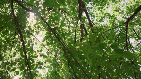 View-sunlight-through-green-leaves-in-summer-forest.-Sun-shine-between-branches.
