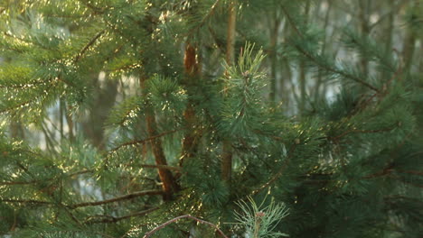 Nadelblätter-Der-Kiefer.-Naturhintergrund.-Grüne-Tannenzweige.-Kiefernhintergrund