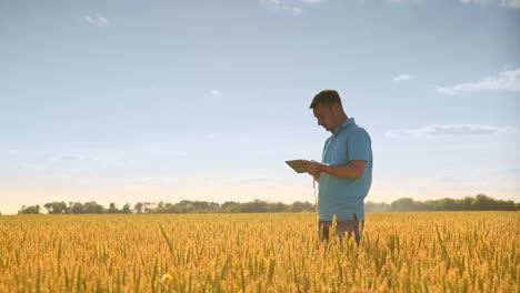 Hombre-Usando-Tableta-En-Campo-De-Trigo.-Ciencia-De-La-Agricultura