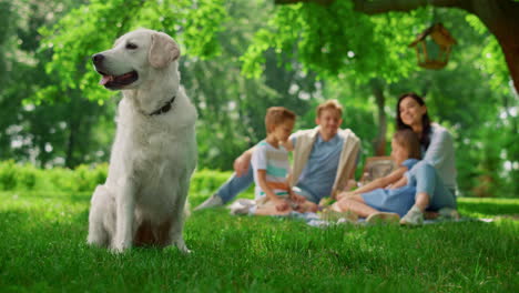 Joyful-dog-seated-near-family-picnic.-Happy-labrador-on-nature-close-up.