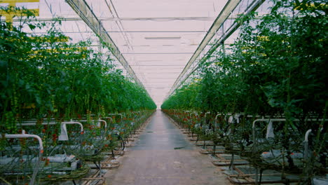 Plantation-tomato-green-leaf-cultivation-greenhouse.-Agro-farm-bushes-background