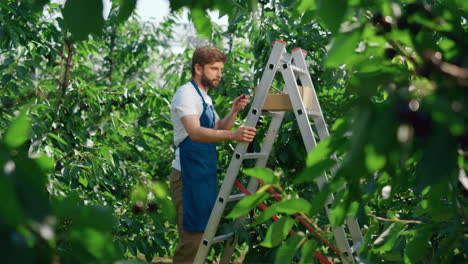 Garden-worker-harvesting-red-fresh-sour-cherry-in-peaceful-garden-sunny-day