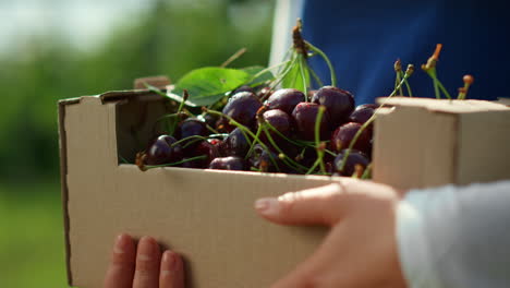 Cherry-box-farmer-hands-in-countryside-sunny-garden-collecting-fruits-closeup