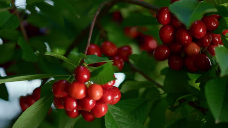 Ripe-cherry-bunch-branch-on-farm-tree.-Raw-rural-vitamin-berry-eating-concept.