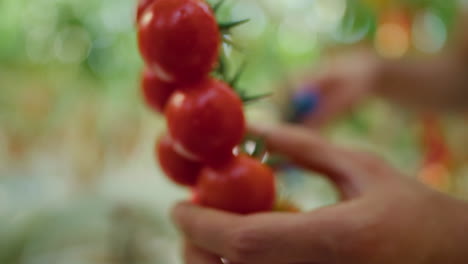 Greenhouse-worker-hand-closeup-harvesting-organic-red-tomatoes-in-plantation