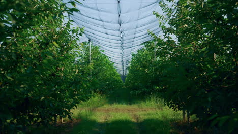 Empty-agribusiness-orchard-plantation.-Fruit-garden-without-people-in-summer.