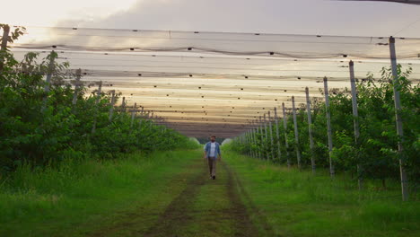 Man-farmer-walking-plantation-alone-in-beautiful-sunset-orchard-tree-garden.