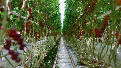 Red-cherry-tomato-plantation-farm-greenhouse.-Oganic-agrocultural-small-industry