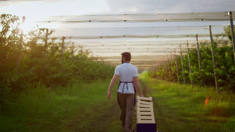 Farm-worker-look-harvest-crate-in-summer-garden.-Agronomist-man-walking-in-farm.