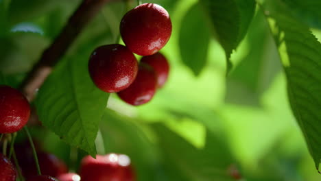 Tasty-red-cherry-bunch-hanging-tree-close-up.-Homegrown-raw-nutrition-concept.