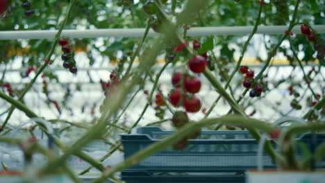 Farmer-walking-tomato-harvest-farm-plantation.-Countryside-business-concept.