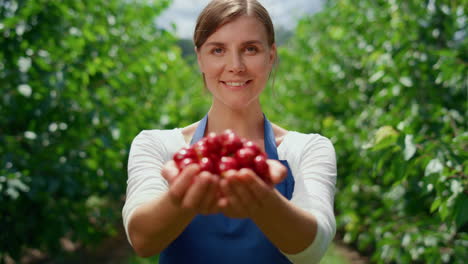 Entrepreneur-hands-holding-cherry-crop-in-summertime-fruit-orchard-business-farm