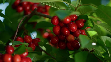 Sweet-berry-bunch-on-branch-tree.-Tasty-seasonal-fruit-growing-countryside.