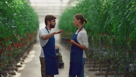 Couple-agronomists-monitoring-tomato-harvest-production-in-greenhouse-plantation