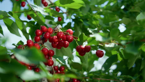 Nahaufnahme-Eines-Zweigs-Mit-Roten-Beeren-Und-Grünen-Blättern.-Rohe,-Köstliche-Kirschfrüchte-Auf-Dem-Land