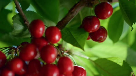 Summer-cherry-berry-branch-ripening-tree-closeup.-Sun-shining-green-freshness.