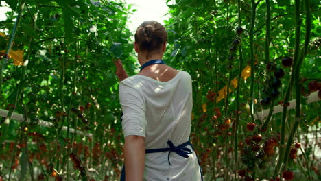 Tomato-plantation-woman-farmer-inspect-ripe-harvest.Countryside-business-concept