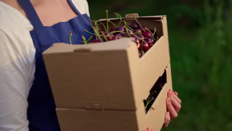 Agronomist-presenting-cherry-harvest-basket-in-summer-fruit-garden-plantation.