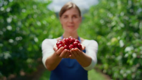Farmer-show-cherry-crop-in-garden.-Woman-agronom-holding-harvest-in-greenhouse.
