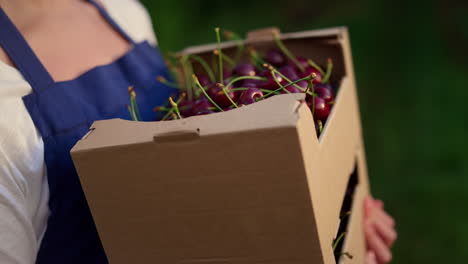 Farmer-show-cherry-box.-Agribusiness-owner-hands-holding-berry-crate-in-garden.