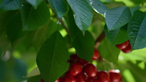 Ripe-cherry-fruit-branch-swaying-wind-closeup.-Macro-garden-background.
