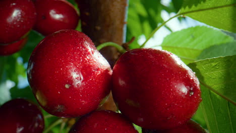 Ripe-fresh-cherry-berry-branch-closeup.-Healthy-vegetarian-nutrition-concept.