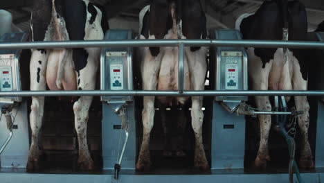 Automatic-cows-milking-system-in-farm-parlour.-Modern-dairy-production-facility.