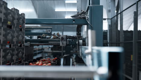Fabrik-Tomatentransportmaschine,-Die-Kartons-Bei-Der-Herstellung-Bewegt