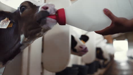 Cute-calf-drinking-milk-in-feedlots-closeup.-Unknown-worker-hand-holding-bottle.