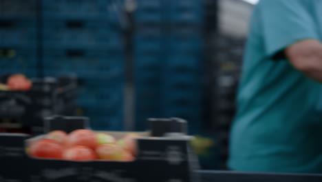 Empleados-Del-Almacén-De-La-Fábrica-De-Embalaje-De-Tomate-Seleccionando-El-Envío-De-Cajas-De-Alimentos