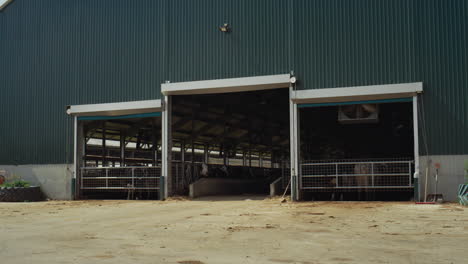 Cowshed-building-dairy-farm-on-sunny-day.-Holstein-cows-standing-in-feedlots.