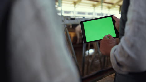 Closeup-chroma-key-tablet-in-hands.-Farmers-using-computer-at-livestock-facility