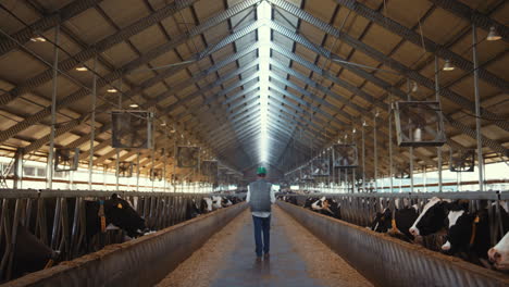 Livestock-supervisor-walk-dairy-farm-facility.-Holstein-cows-eating-in-feedlots