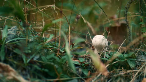 Dangerous-mushroom-in-forest-in-closeup-autumn-wood-grass.-Calm-lawn-atmosphere.