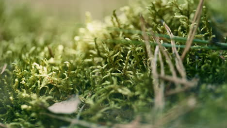 Frühlingsmakrogrünes-Graswachstum-Im-Meditativen,-Ruhigen-Rasen.-Konzept-Der-Natürlichen-Sicht.
