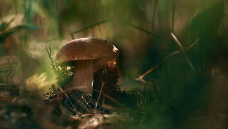 Brown-mushroom-boletus-growing-outdoors-in-green-autumn-grass-in-woodland.